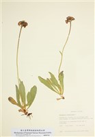 藏品(橘黃山柳菊)的圖片